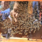 Wielki Dzień Pszczół w Muzeum Wsi Opolskiej