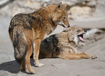 Szakal jest ciekawą mieszanką. Ma ciało średniej wielkości psa lub wilka, a pysk jest bardzo podobny do pyska lisa