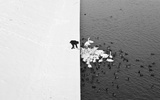 A Man Feeding Swans in the Snow - 1.