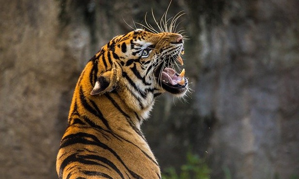 Co dalej z uratowanymi tygrysami?