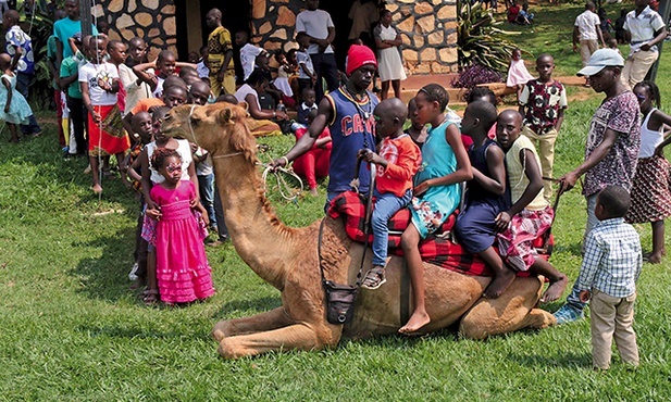 Wielbłądzia przejażdżka  na festynie w sanktuarium  w Munyonyo w Ugandzie   