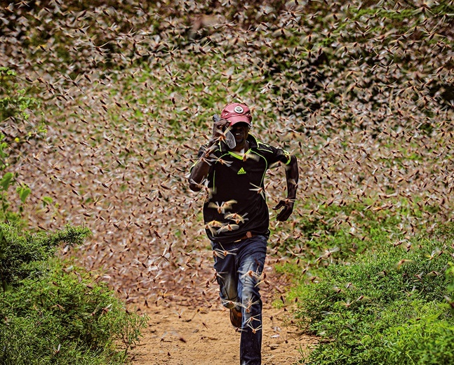 Mężczyzna uciekający przed gigantycznym rojem szarańczy 200 km na wschód od Nairobi.
24.01.2020 Kenia