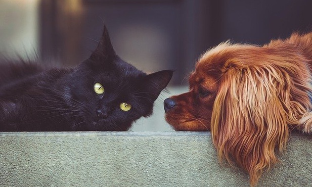 Czy psy i koty mogą przenosić koronawirusa? 