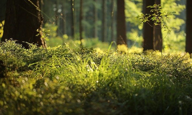 Pierwsze nadleśnictwo wprowadziło zakaz wstępu do lasu w zw. z suszą