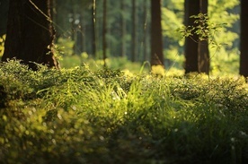Pierwsze nadleśnictwo wprowadziło zakaz wstępu do lasu w zw. z suszą