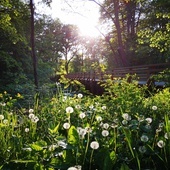 Swojczycki Park "Czarna Woda”