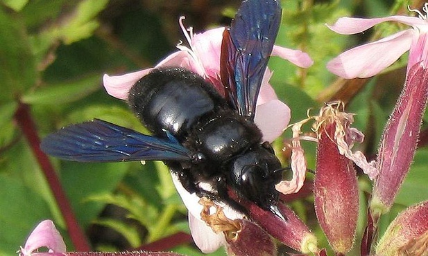 Czarna pszczoła
