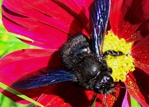 Wielki powrót "czarnej pszczoły"