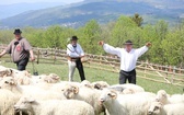 Mieszanie owiec u bacy Piotra Kohuta w Koniakowie - 2020