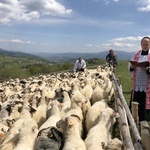 Mieszanie owiec u bacy Piotra Kohuta w Koniakowie - 2020