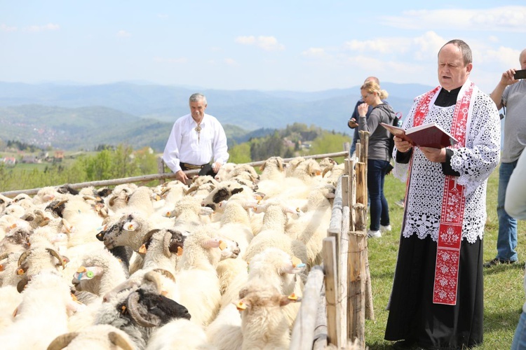 Stado pobłogosławił ks. kan. Krzysztof Pacyga, proboszcz koniakowski.