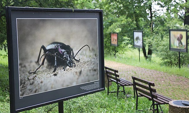 Wśród alejek można podziwiać wystawę prac fotografa przyrody Adriana Króla.