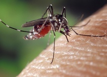 Śląskie. Opryski przeciw komarom w Tychach, Sosnowiec kupuje budki lęgowe dla jerzyków