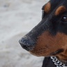 Włochy: Nagroda dla psa, który był kurierem w czasie kwarantanny