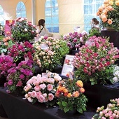 Zaprezentowano wiele odmian i kolorów róż.