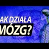 Ile informacji mieści się w mózgu?