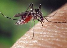 Komary malaryczne adaptują się do nowych środowisk
