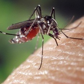 Komary malaryczne adaptują się do nowych środowisk