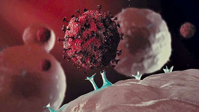Dzięki koronawirusowym kolcom, znajdującym się na powierzchni, wirus może przykleić się do komórki i zaatakować. Ten mechanizm postanowili wykorzystać twórcy szczepionki