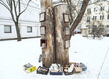 Biblioteka na drzewie
