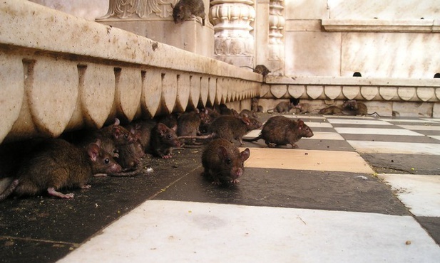 Władze Madrytu walczą z plagą szczurów