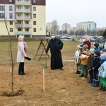 Trzy dęby przy gorzowskim Katoliku