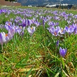 Fioletowe kwiatki pod Tatrami 