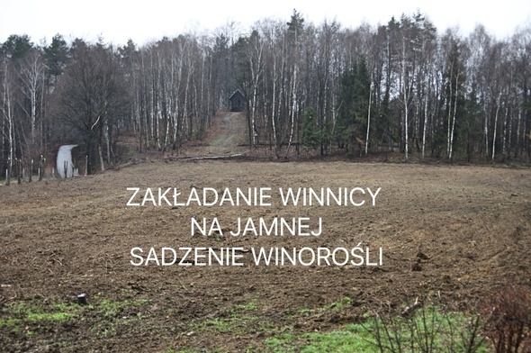 Na Jamnej powstaje winnica św. Jacka