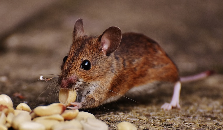 Naukowcy wydłużyli życie myszy o 30 proc.