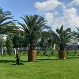 Gliwice. Palm z gliwickiej palmiarni pojawiły się w różnych częściach miasta