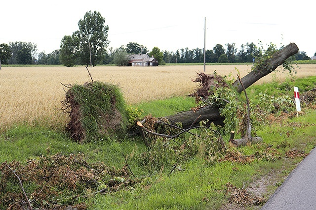 Krajobraz gminy Kiernozia chwyta za serce nie tylko mieszkańców, ale i przejezdnych. Uprawy są niemal doszczętnie zniszczone, a drzewa blokują drogi.