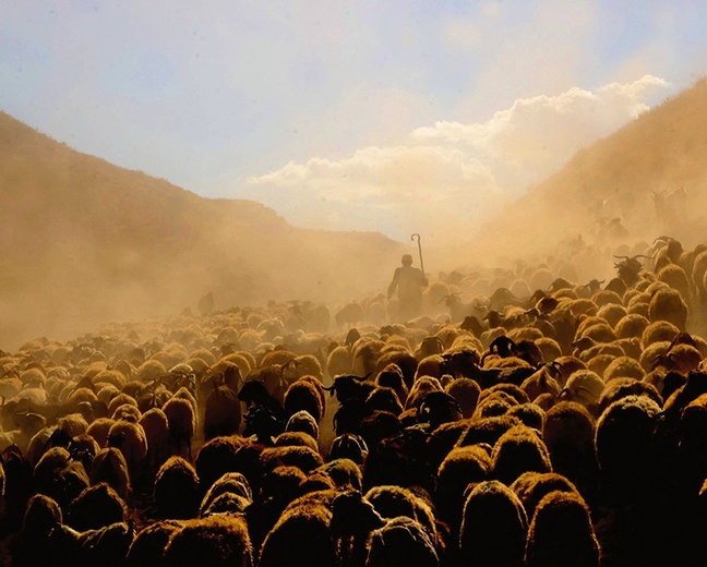 Pasterz prowadzi stado owiec na górę Nemrut.
4.08.2021 Bitlis, Turcja