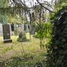 Bielsko-Biała. Na terenie cmentarza żydowskiego powstaje "Tajemniczy ogród"