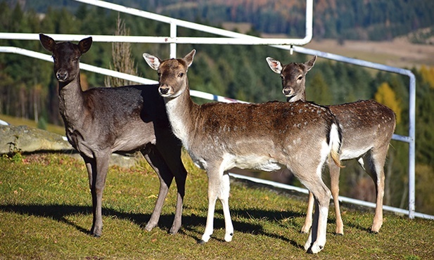 Daniele należą do rodziny jeleniowatych. Długość ich ciała wynosi 130–150 cm, a wysokość w kłębie ok. 105 cm. Samce ważą  od 65 do 80 kg (a nawet do 120 kg), a samice od ok. 30 do 50 kg  (lub nawet do 90 kg)
