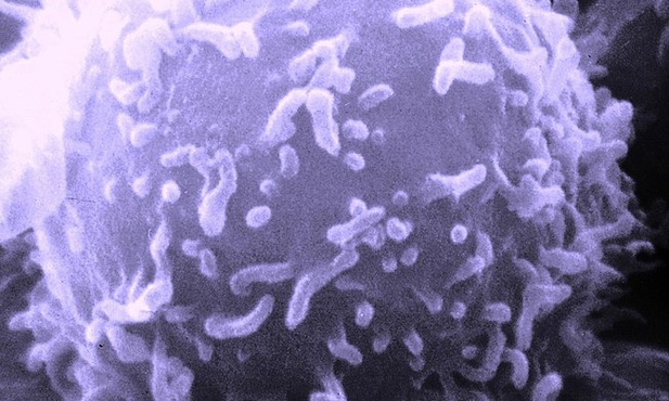 Limfocyt T