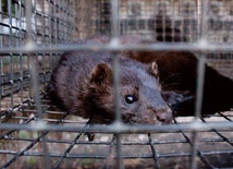Włochy zakazują hodowli i zabijania zwierząt na futra