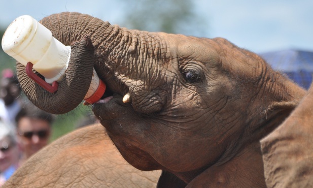 Kenia: W rezerwacie urodziły się niezwykle rzadkie bliźnięta słoniątek