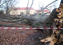 Kraków. Wichura powaliła na Plantach buka giganta