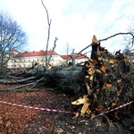 Buk na Plantach powalony przez wichurę