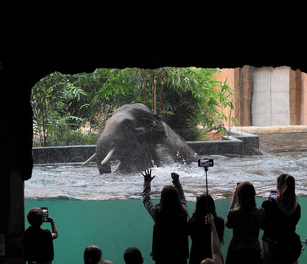 Kąpiel słoni to jedna z największych atrakcji Orientarium.