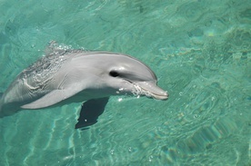 Wskutek działań wojennych na Morzu Czarnym padło kilkaset delfinów