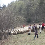 Mieszanie owiec u bacy Piotra Kohuta w Koniakowie