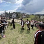 Mieszanie owiec u bacy Piotra Kohuta w Koniakowie