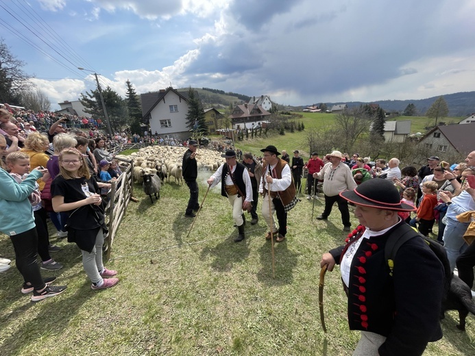 Mieszanie owiec u bacy Piotra Kohuta w Koniakowie