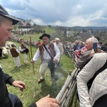 Mieszanie owiec u bacy Piotra Kohuta w Koniakowie