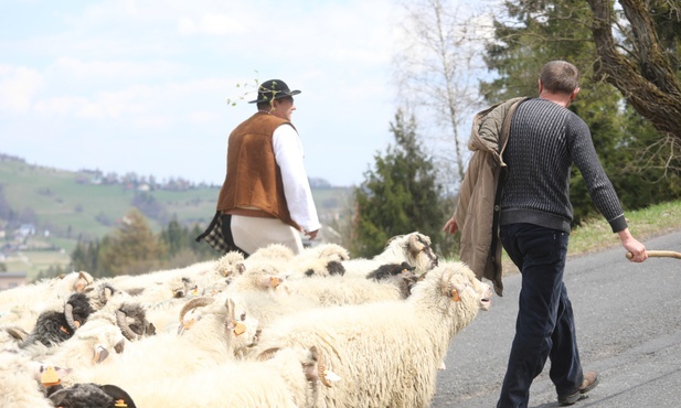 Owce za pasterzem dotarły na Ochodzitą.