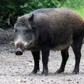 Coraz więcej problemów z dzikami w Rzymie i w okolicach