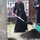 ▲	Symbolem uroczystości jubileuszowych jest dąb papieski, który zasadzono na placu przed kościołem.