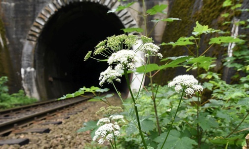 Tunel w Żegiestowie.