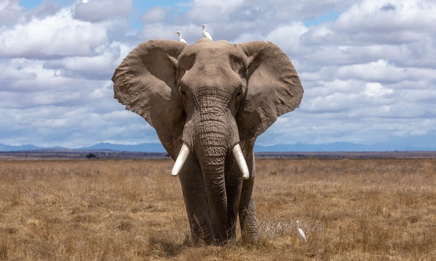 Geny słoni doskonale chronią je przed rakiem